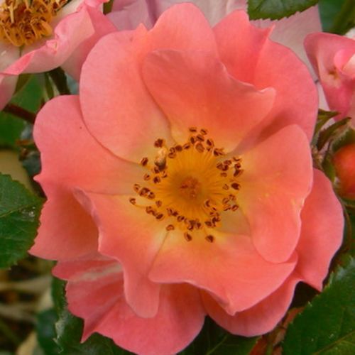 E-commerce, vendita, rose, in, vaso miniatura, lillipuziane - rosa - Rosa Coco ® - rosa dal profumo discreto - W. Kordes & Sons - ,-